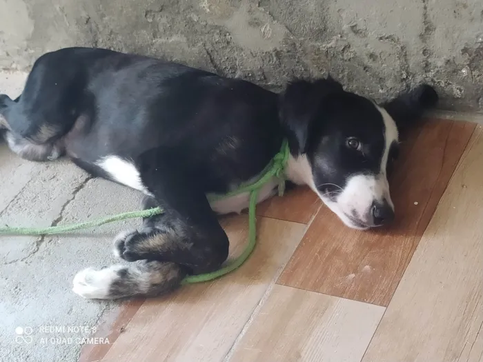 Cachorro ra a SRD-ViraLata idade 2 a 6 meses nome Zoro