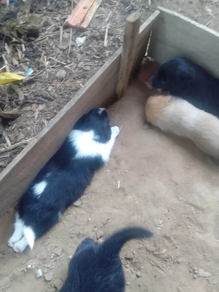 Cachorro ra a SRD-ViraLata idade Abaixo de 2 meses nome Alice