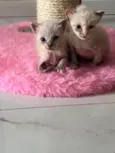 Gatinhos para adoção 