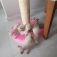 Gatinhos para adoção 