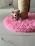 Gatinhos para adoção