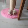 Gatinhos para adoção