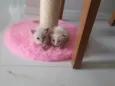 Gatinhos para adoção