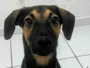 Cachorro raça SRD-ViraLata idade 7 a 11 meses nome Romeu 