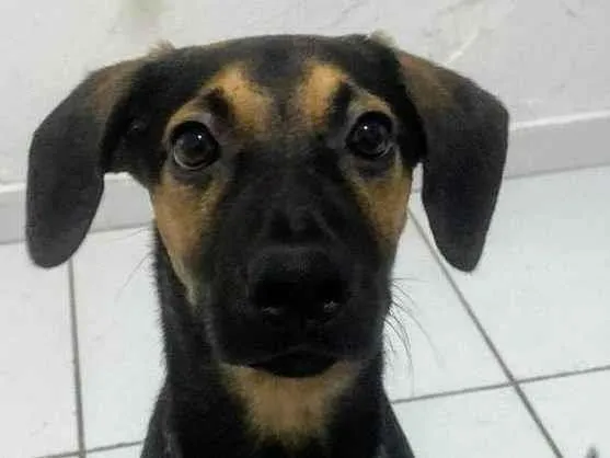 Cachorro ra a SRD-ViraLata idade 7 a 11 meses nome Romeu 