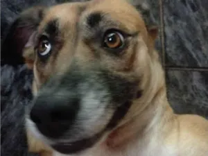 Cachorro raça SRD-ViraLata idade 3 anos nome Ravena 