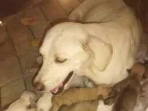 Cachorro raça Labrador idade Abaixo de 2 meses nome pode escolher (filhotes)