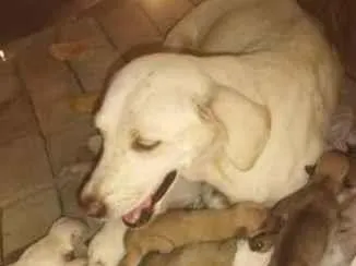 Cachorro ra a Labrador idade Abaixo de 2 meses nome pode escolher (filhotes)