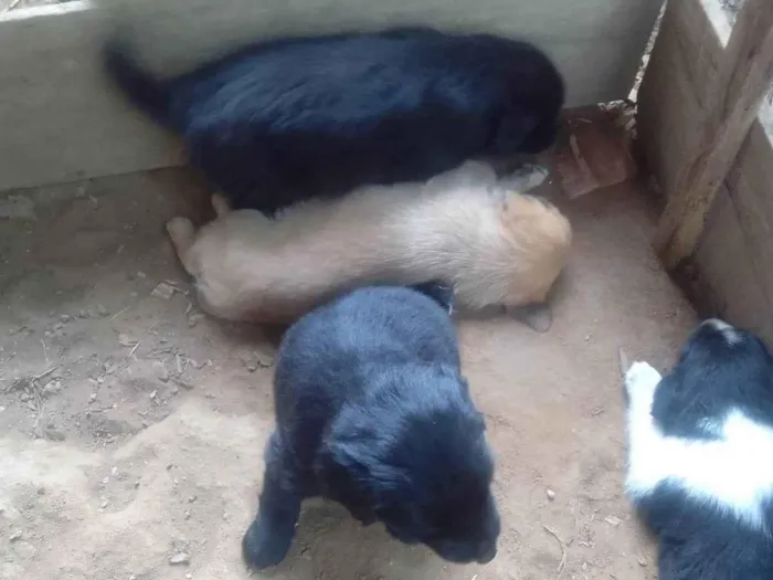 Cachorro ra a SRD-ViraLata idade Abaixo de 2 meses nome Alice