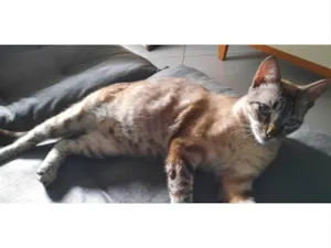 Gato raça SRD-ViraLata idade 2 anos nome Tônico