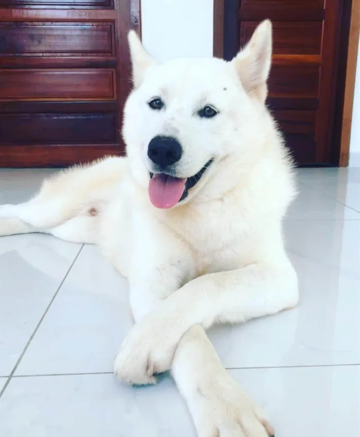 Cachorro ra a Husky Siberiano idade 4 anos nome HALL