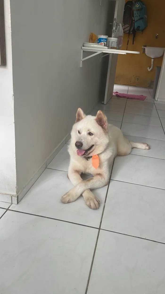 Cachorro ra a Husky Siberiano idade 4 anos nome HALL