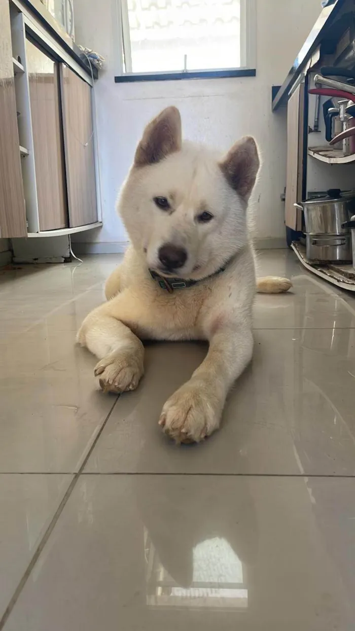 Cachorro ra a Husky Siberiano idade 4 anos nome HALL