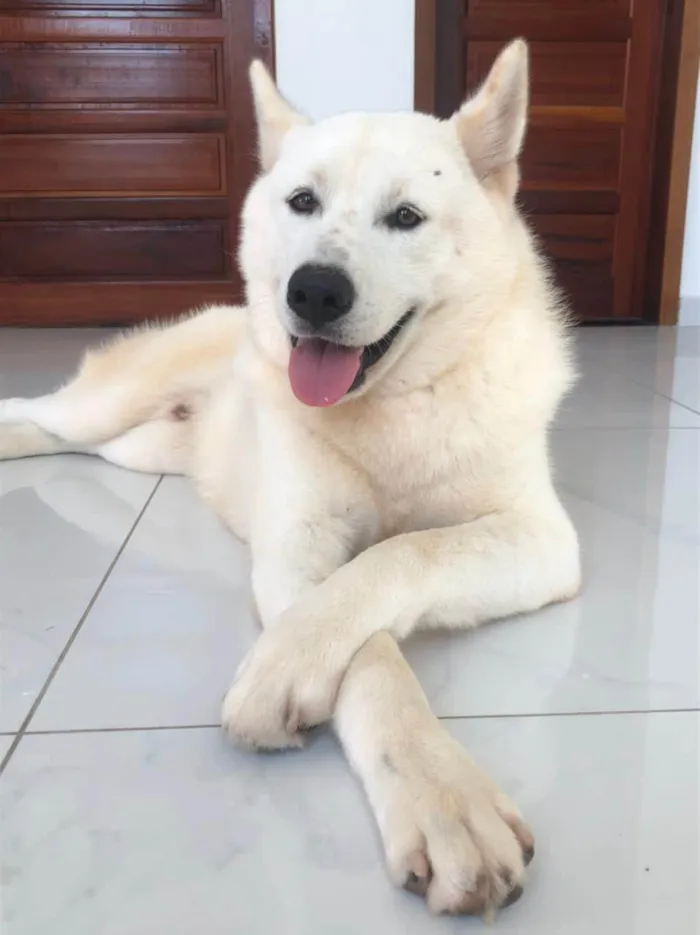 Cachorro ra a Husky Siberiano idade 4 anos nome HALL