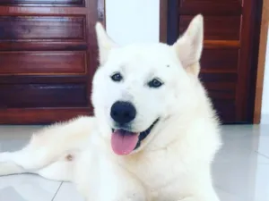 Cachorro raça Husky Siberiano idade 4 anos nome HALL