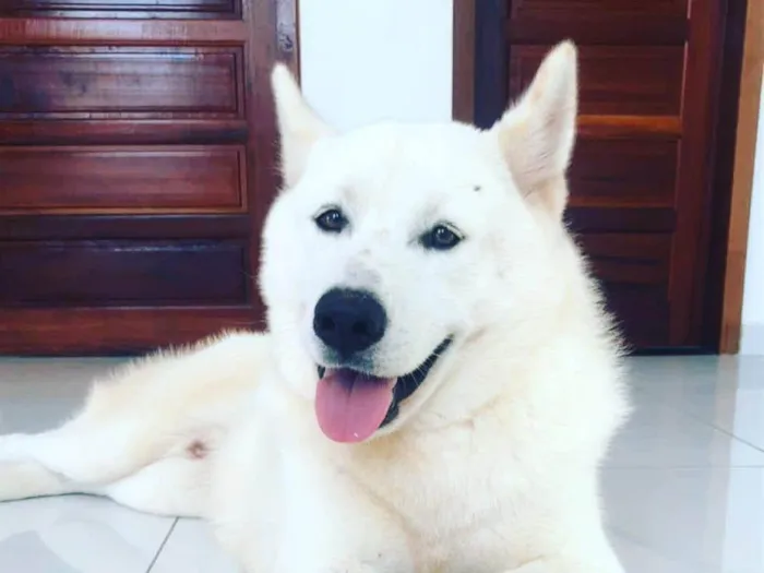 Cachorro ra a Husky Siberiano idade 4 anos nome HALL