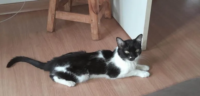 Gato ra a Siamês idade 1 ano nome Pata Mansa