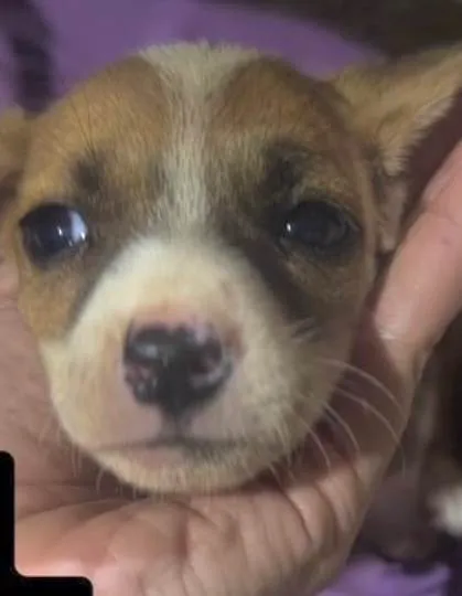 Cachorro ra a SRD-ViraLata idade 2 a 6 meses nome Júnior 