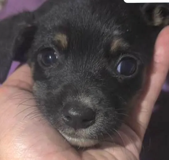 Cachorro ra a SRD-ViraLata idade 2 a 6 meses nome Zeus 