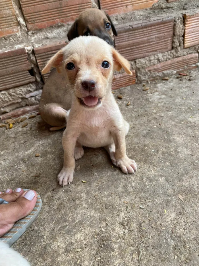 Cachorro ra a SRD-ViraLata idade 2 a 6 meses nome SN - SEM NOME 