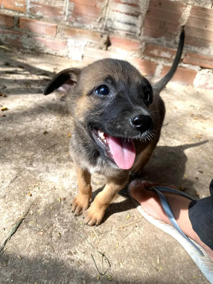 Cachorro ra a SRD-ViraLata idade 2 a 6 meses nome SN - SEM NOME 