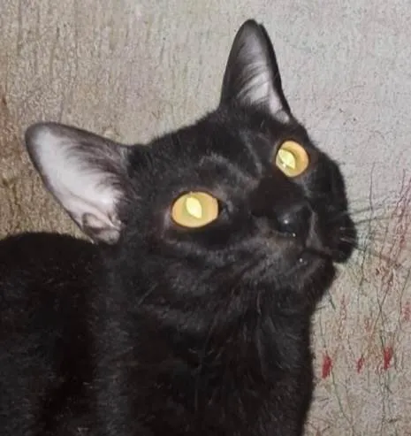 Gato ra a SRD-ViraLata idade 2 anos nome Black 