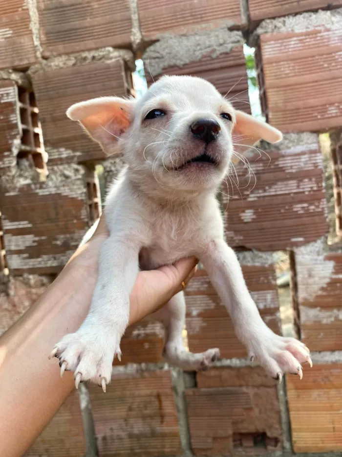 Cachorro ra a SRD-ViraLata idade 2 a 6 meses nome SN - SEM NOME 