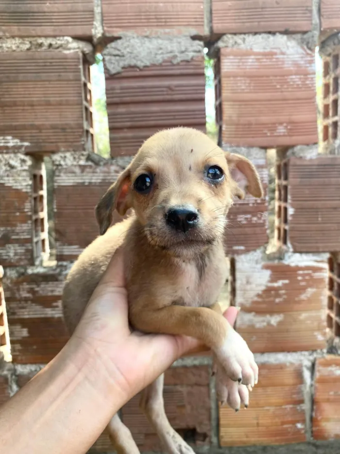 Cachorro ra a SRD-ViraLata idade 2 a 6 meses nome SN - SEM NOME 