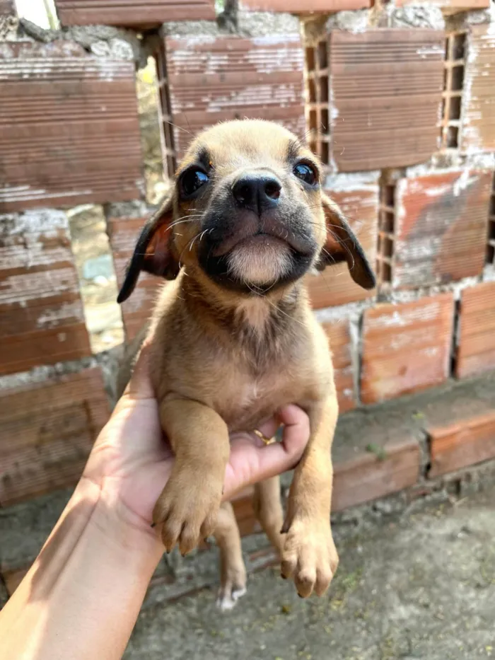 Cachorro ra a SRD-ViraLata idade 2 a 6 meses nome SN - SEM NOME 