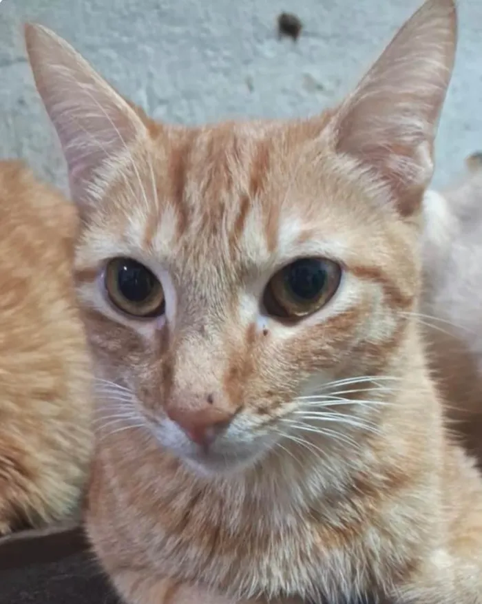 Gato ra a SRD-ViraLata idade 1 ano nome Fred 