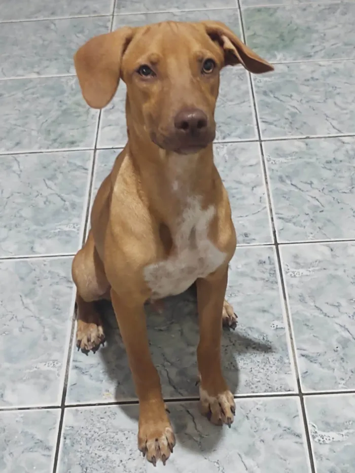 Cachorro ra a SRD-ViraLata idade 1 ano nome Dudu, Juninho