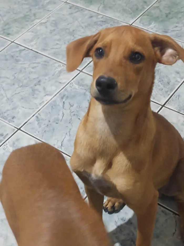 Cachorro ra a SRD-ViraLata idade 1 ano nome Dudu, Juninho