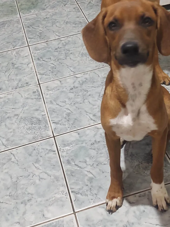 Cachorro ra a SRD-ViraLata idade 1 ano nome Dudu, Juninho