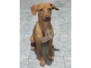 Cachorro raça SRD-ViraLata idade 1 ano nome Dudu, Juninho