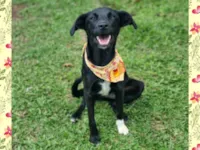 Cachorro raça SRD-ViraLata idade 1 ano nome PENELOPE 