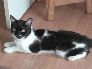 Gato raça Siamês idade 1 ano nome Pata Mansa