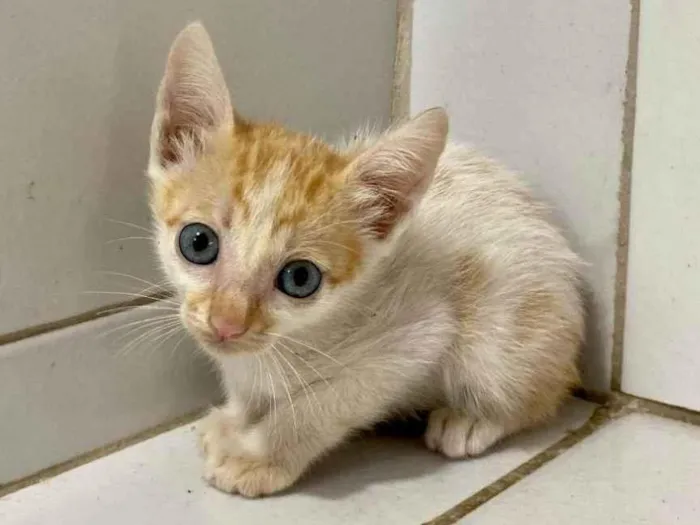 Gato ra a SRD-ViraLata idade Abaixo de 2 meses nome SN - SEM NOME 