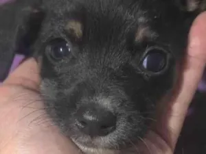 Cachorro raça SRD-ViraLata idade 2 a 6 meses nome Zeus 