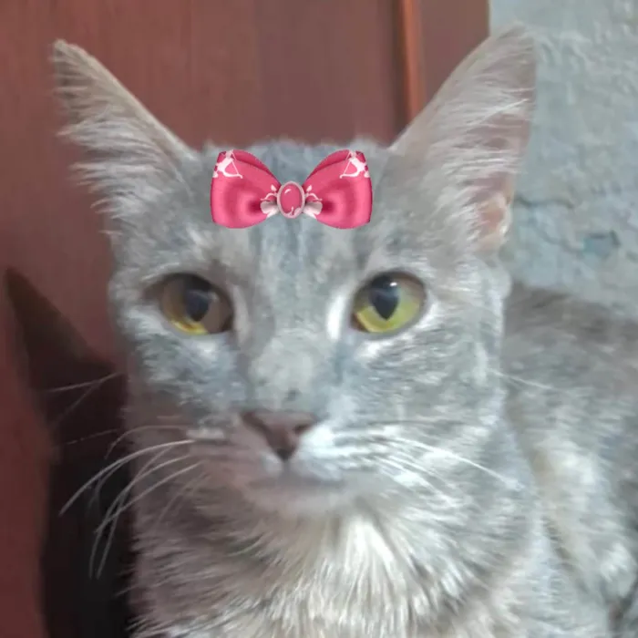 Gato ra a SRD-ViraLata idade 2 anos nome Cléo 