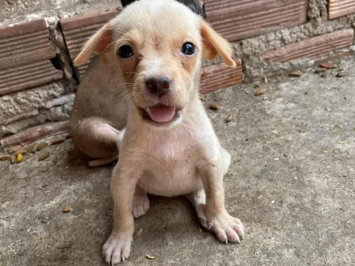 Cachorro ra a SRD-ViraLata idade 2 a 6 meses nome SN - SEM NOME 