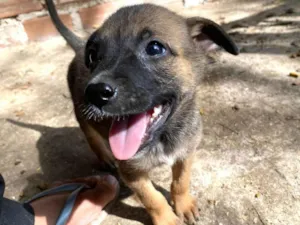 Cachorro raça SRD-ViraLata idade 2 a 6 meses nome SN - SEM NOME 