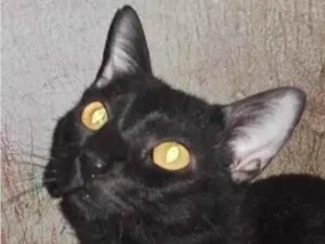 Gato raça SRD-ViraLata idade 2 anos nome Black 