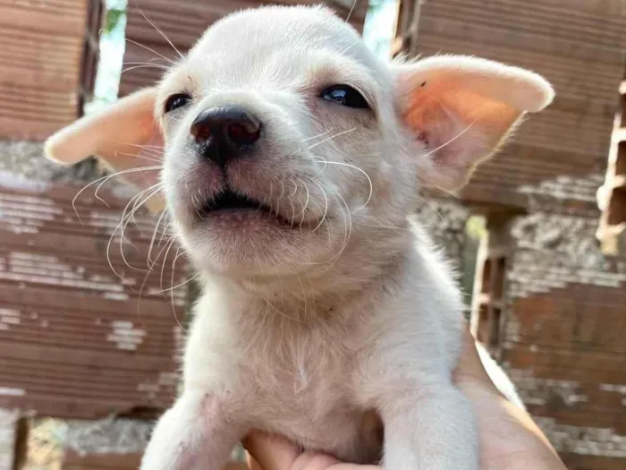 Cachorro ra a SRD-ViraLata idade 2 a 6 meses nome SN - SEM NOME 