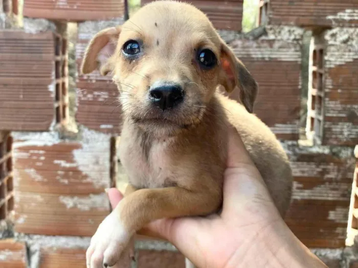 Cachorro ra a SRD-ViraLata idade 2 a 6 meses nome SN - SEM NOME 