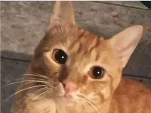 Gato raça SRD-ViraLata idade 2 anos nome Charlie 