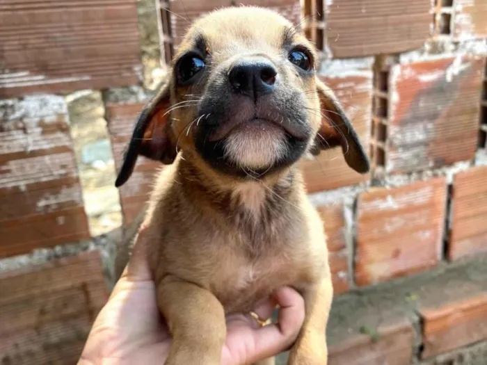 Cachorro ra a SRD-ViraLata idade 2 a 6 meses nome SN - SEM NOME 