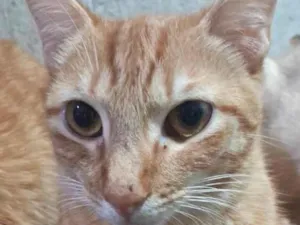 Gato raça SRD-ViraLata idade 1 ano nome Fred 