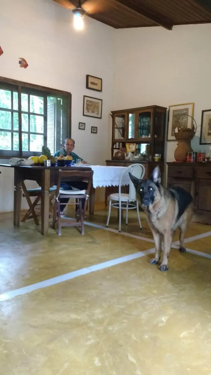 Cachorro ra a Pastor Alemão idade 6 ou mais anos nome Cuca 