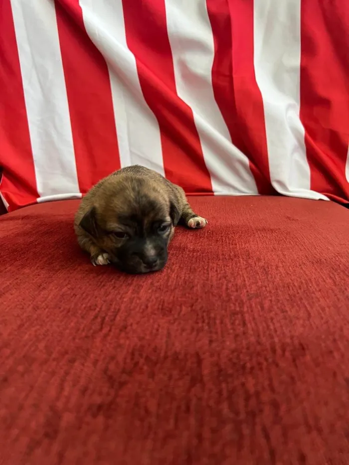 Cachorro ra a SRD-ViraLata idade Abaixo de 2 meses nome Bob