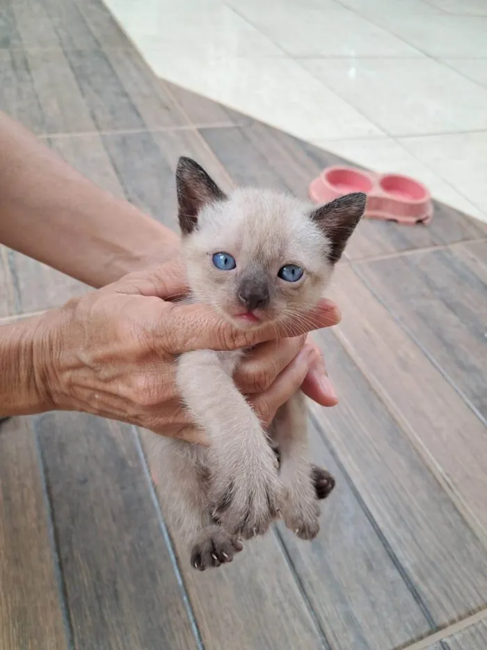 Gato ra a Siamês idade Abaixo de 2 meses nome sem nome